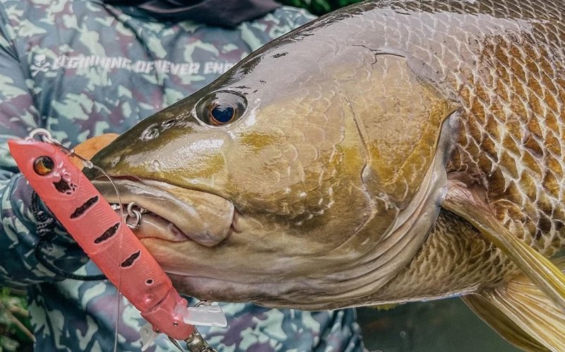 画像2: ボーン ホバージェット130F ピンクテミィ　BONEHoverJet130F (2)